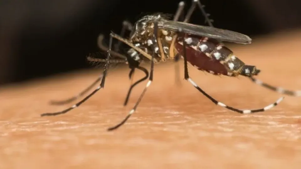 Especialistas alertam para queda no retorno da segunda dose da vacina contra a dengue