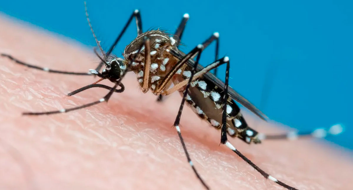 Dengue sorotipo 3 volta a circular e acende alerta em Ji-Paraná