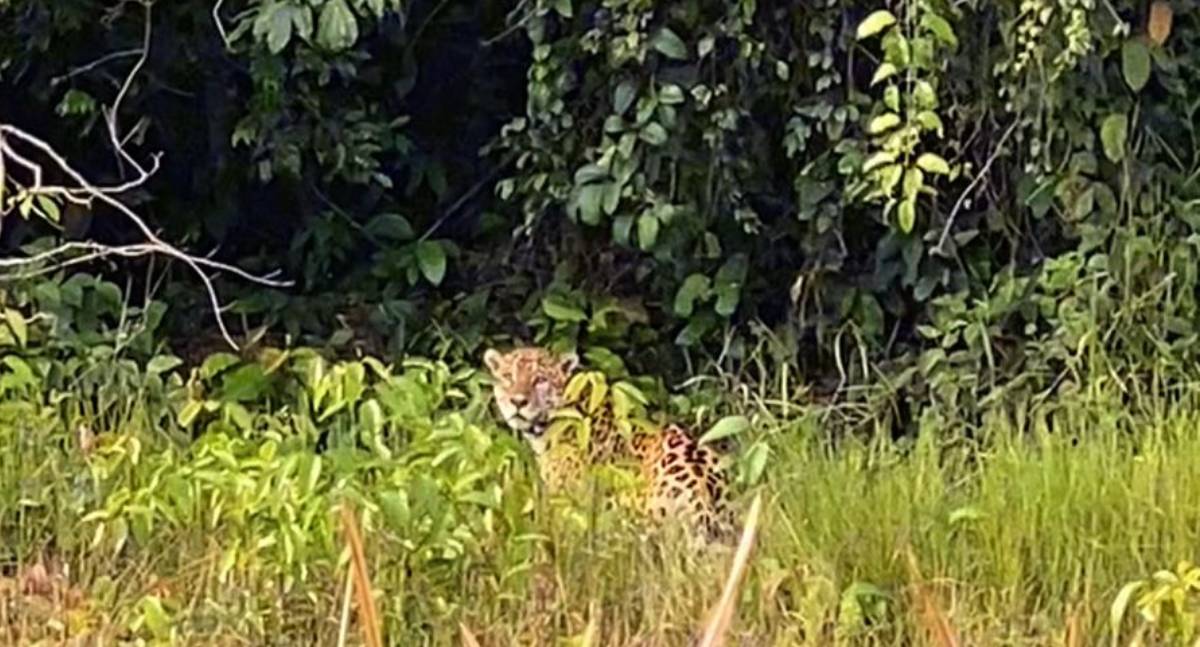 PM registra avistamento de onça na Esec Samuel