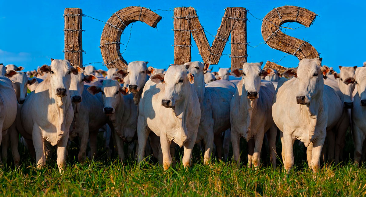 Governo de Rondônia reduz imposto sobre venda de bovinos para outros estados