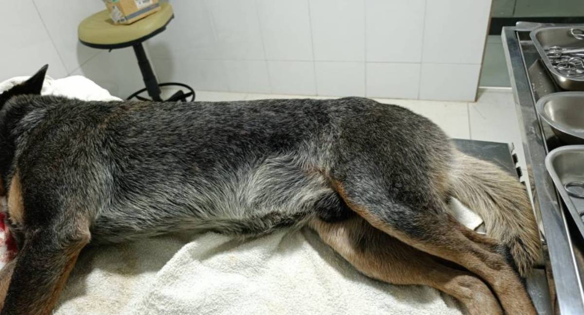 Homem é preso após mutilar cão com roçadeira em RO