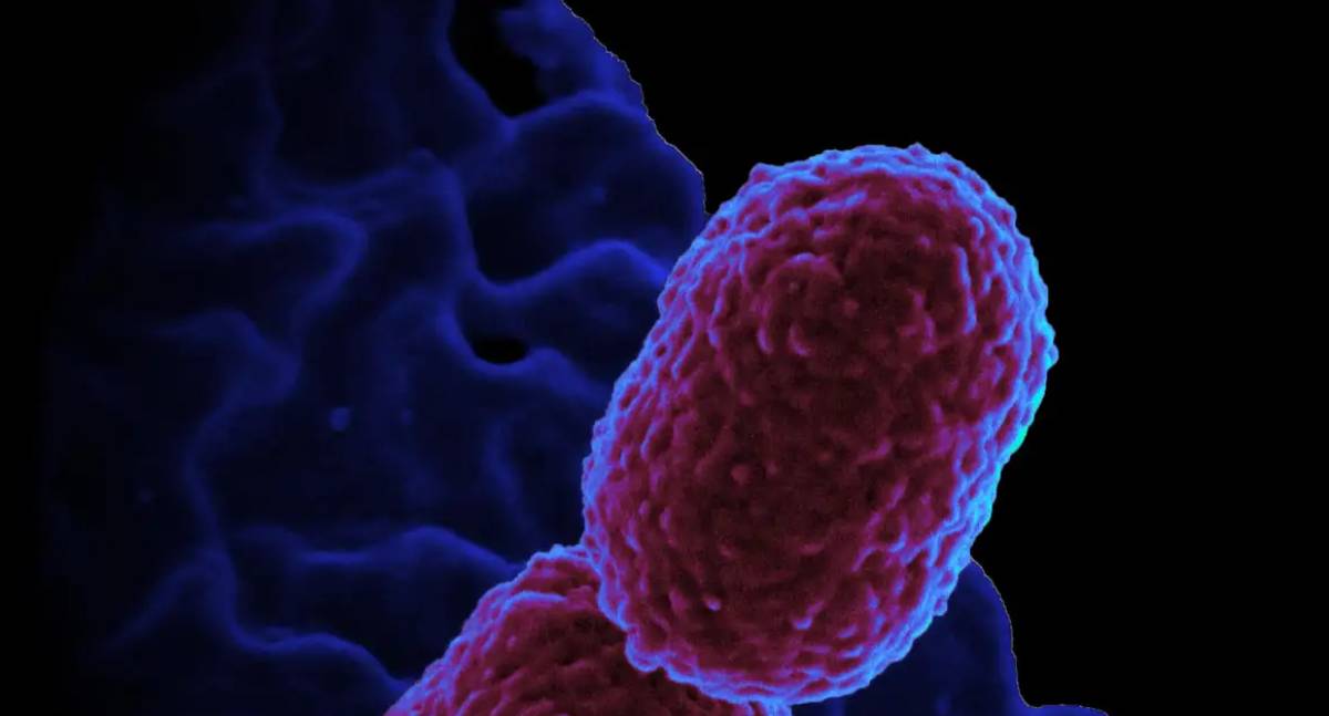 Hospital em Campinas restringe internações para conter surto de superbactéria