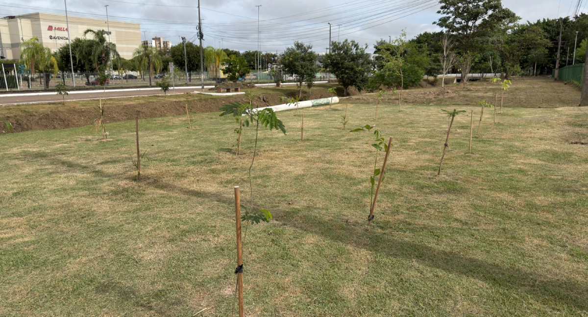 Microflorestas urbanas transformam áreas degradadas em Porto Velho